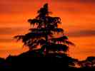 dl_27031220_sunrise tree.jpg